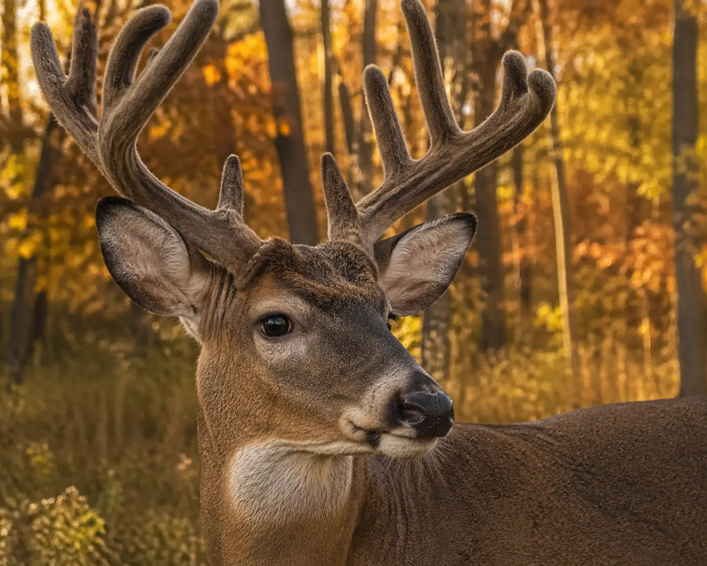 A white-tailed buck in a forest clearing, illustrating the beauty found in God's creation.