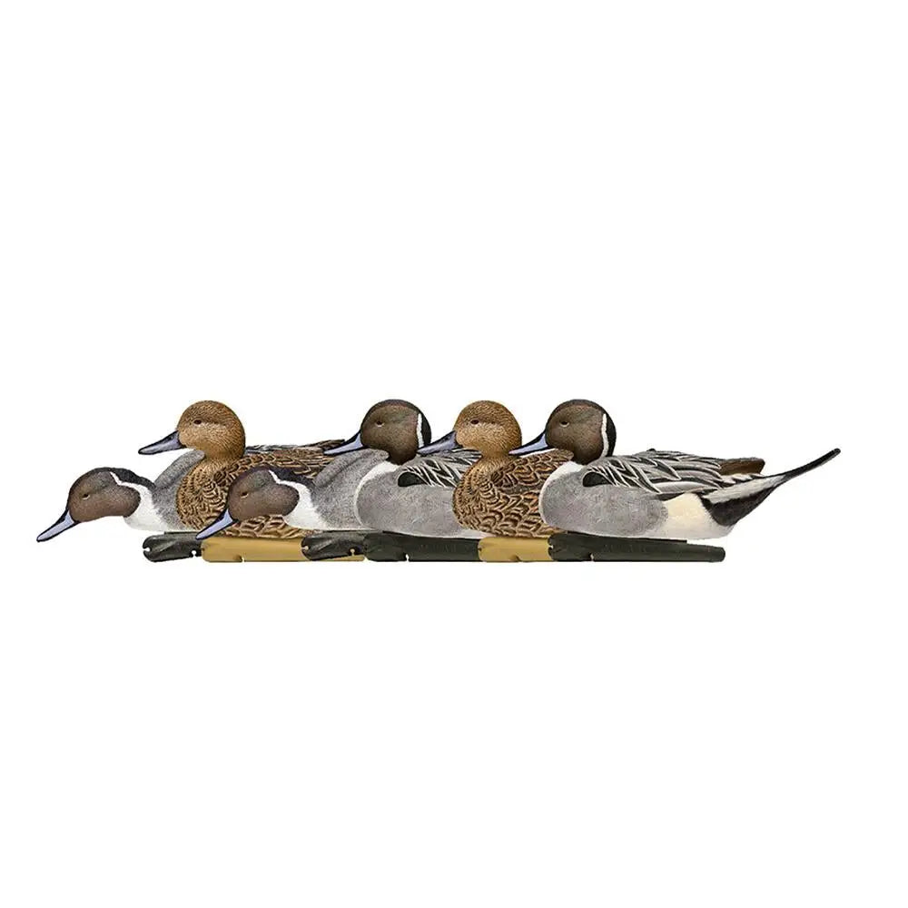 Avian Duck Decoys Avian-x Topflight Pintails 6/ct Buy at Faith and Freedom Outdoors