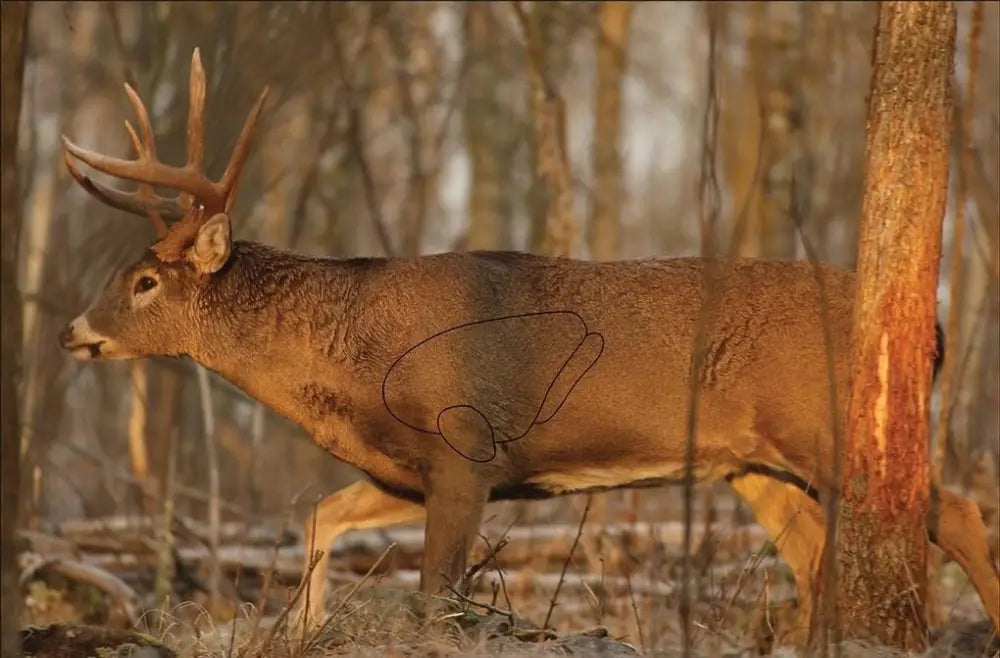 Birchwood Casey Paper Targets Eze-scorer Whitetail Deer Target 23’’x35’’ 2/pack Buy at Faith and Freedom Outdoors