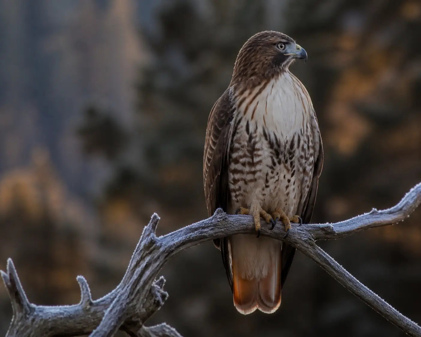 A focused red-tailed hawk on a frost-covered branch, illustrating God's design in the quiet of nature.