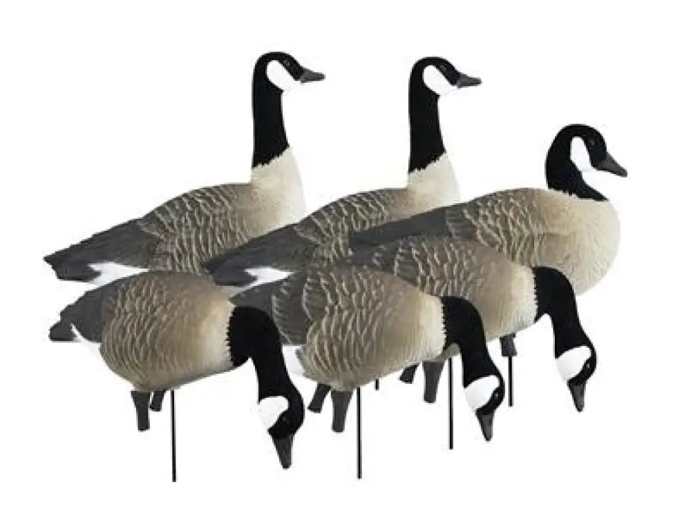 Higdon Outdoors Goose Decoys Apex Full-size Full-body Variety Pack - Canada Buy at Faith and Freedom