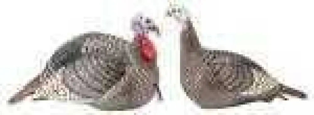 Hunters Specialties 100005 Strut-lite Hen and Jack Turkey Decoy