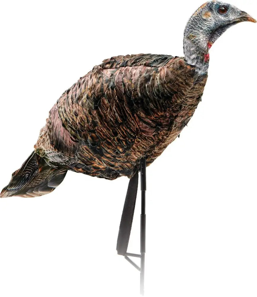 Montana Decoy Co. Turkey Decoys co Miss Purrfect Xd Hen Buy at Faith and Freedom Outdoors