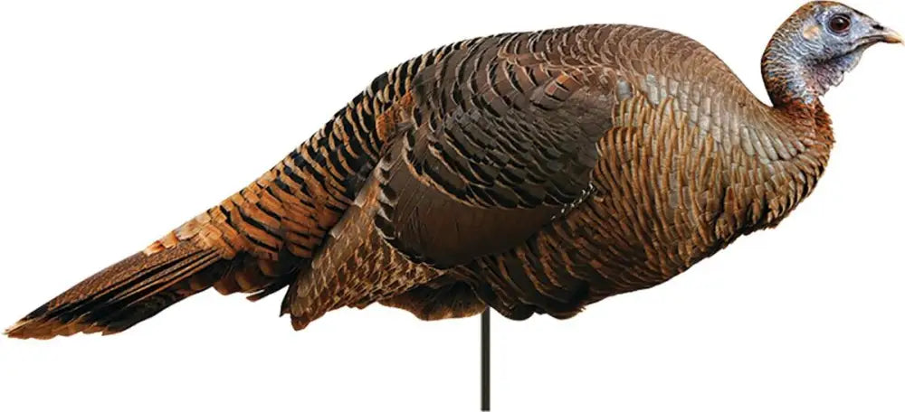 Montana Decoy Co. Turkey Decoys co Spring Fling Hen Buy at Faith and Freedom Outdoors