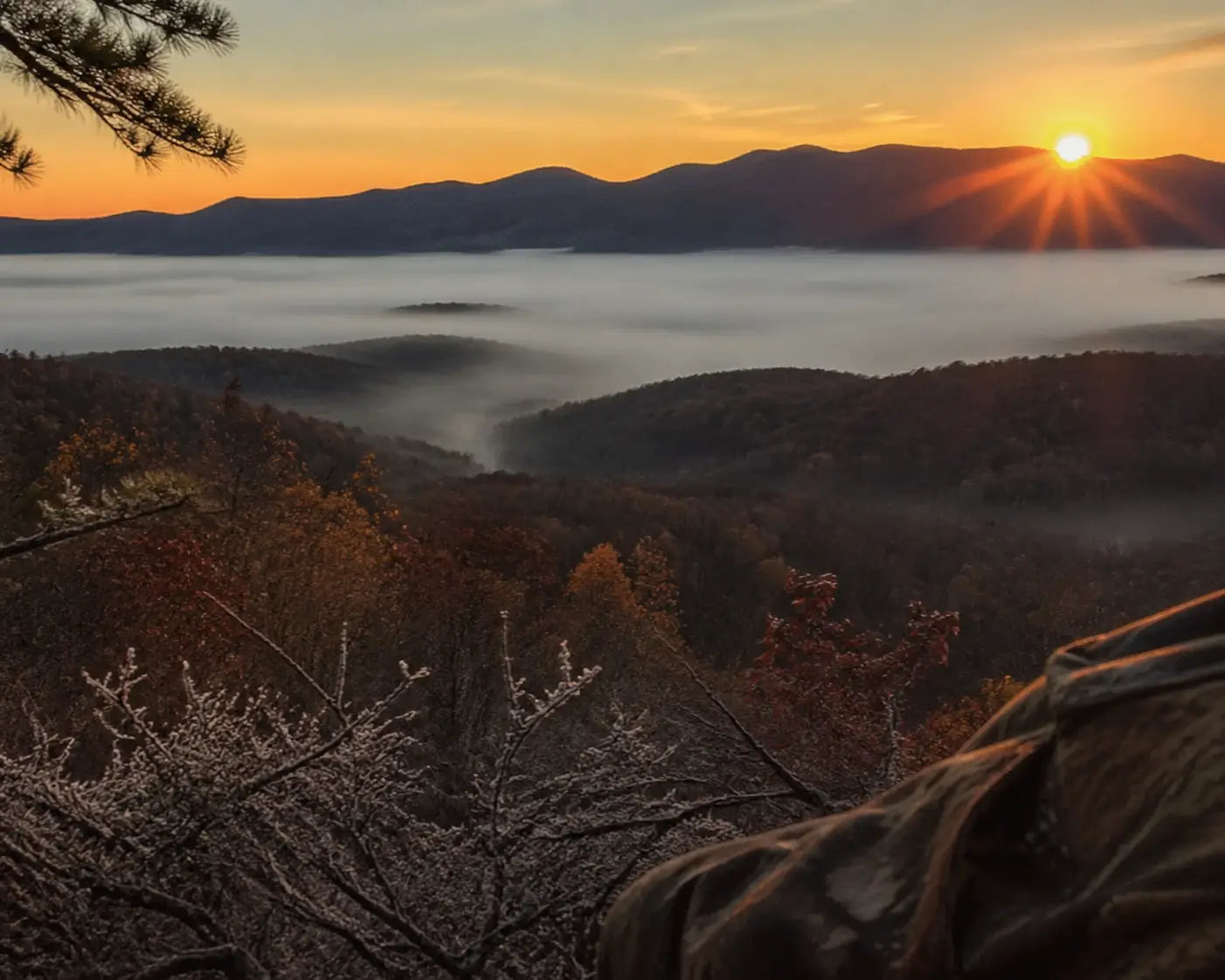 The quiet view from a hunting tree stand at dawn, perfect for spiritual reflection in nature.
